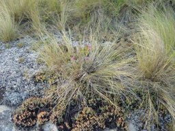 Lampranthus fugitans habitat